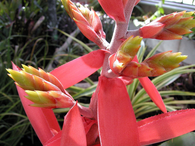 Aechmea — zdjęcie 1 z 1