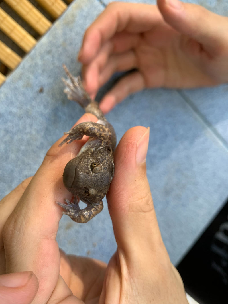Afrikanischer Krallenfrosch — zdjęcie 2 z 2