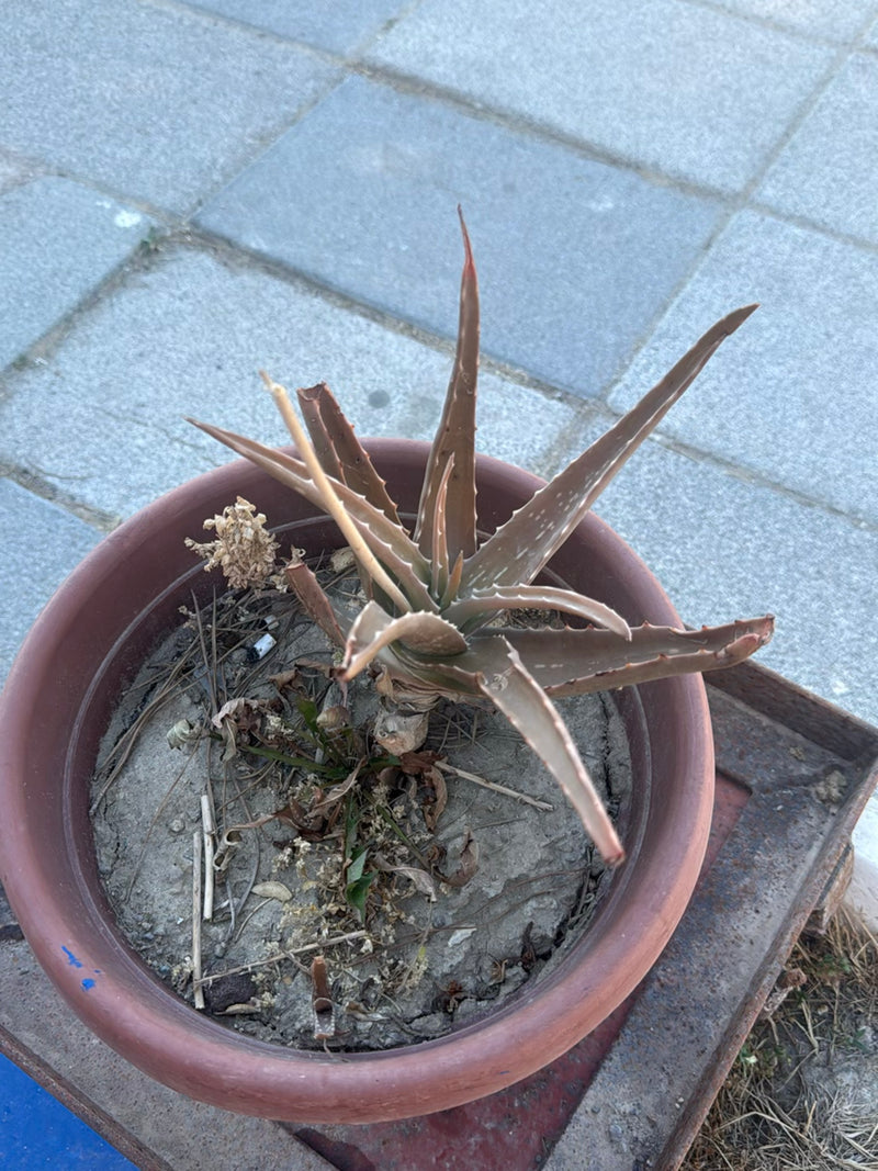 aloes — Bild 2