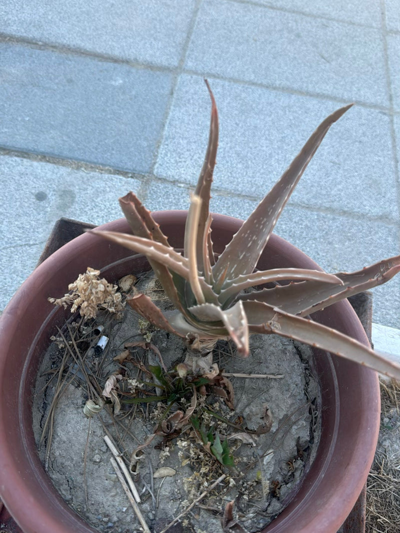 aloes — Bild 1