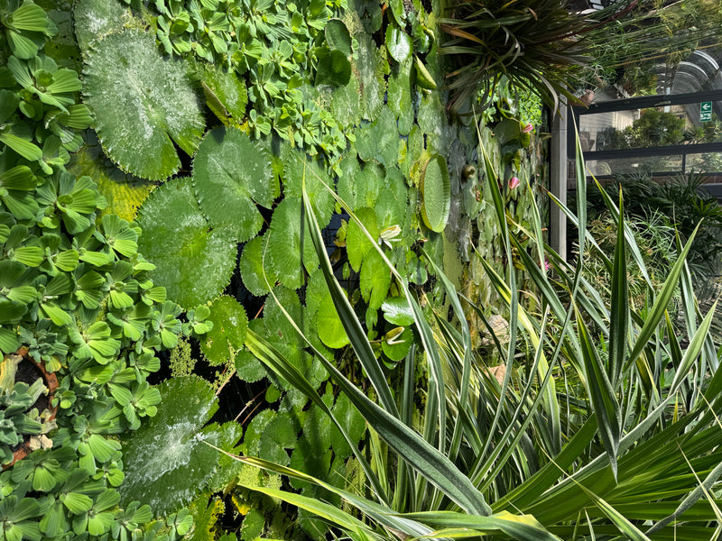 Amazonas-Riesenseerose — zdjęcie 2 z 2