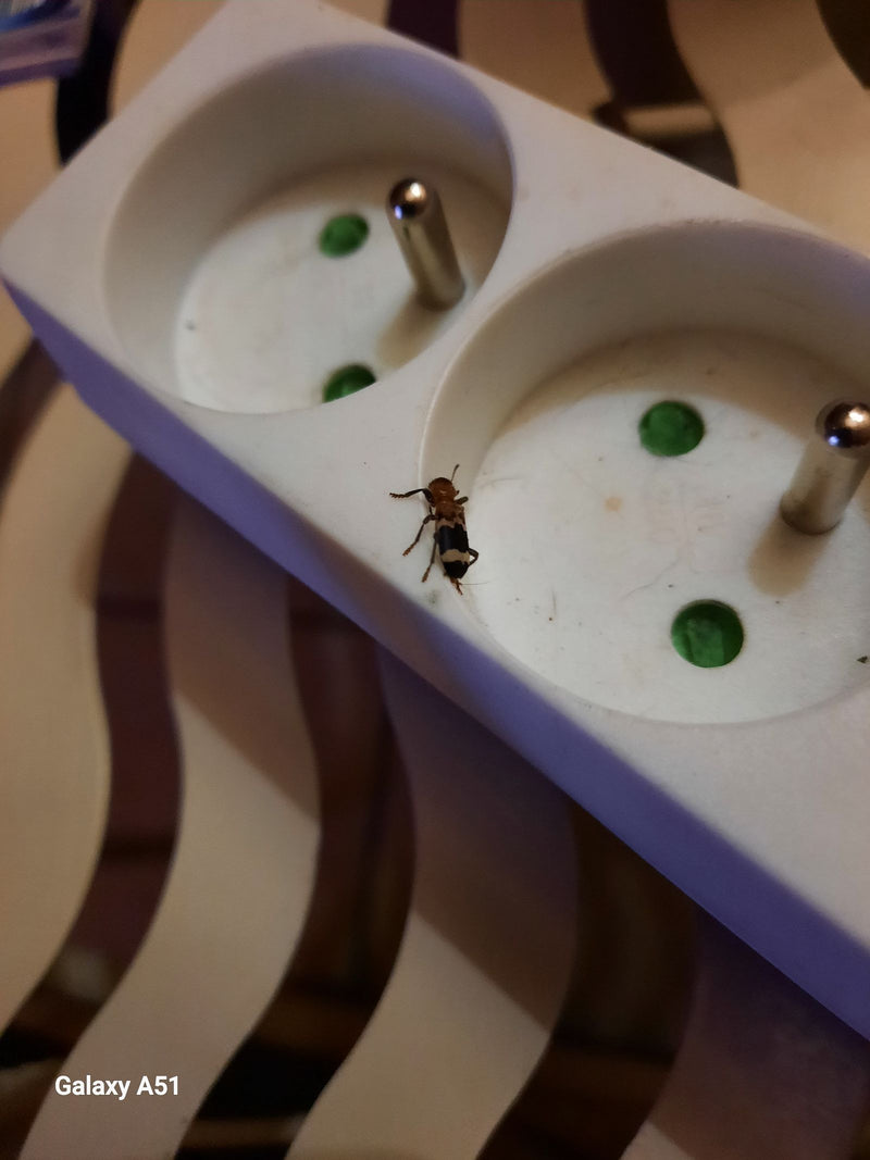Dłużyk mróweczka porusza się po krawędzi białego przedłużacza.