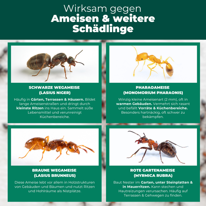 Eine Ant mit unterschiedlichen Ameisenarten, die die Vielfalt und das Zusammenspiel in der Ameisenkolonie darstellt.