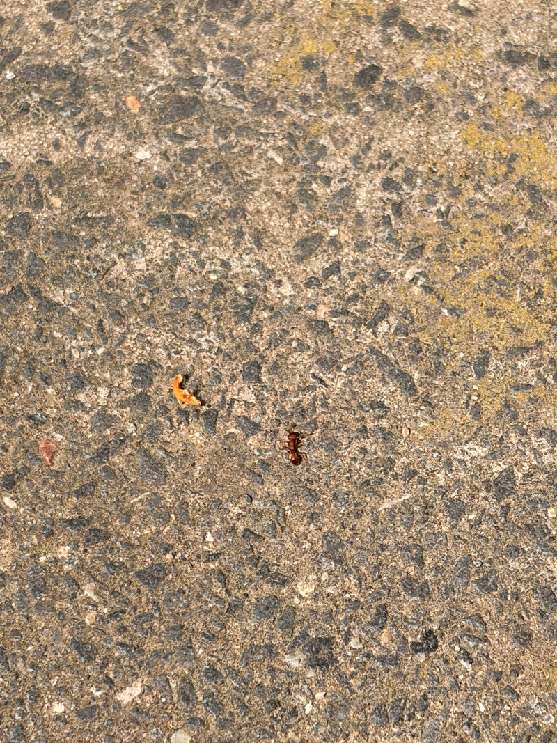 Pojedyncza brązowa mrówka porusza się po szorstkiej powierzchni asfaltu lub betonu.