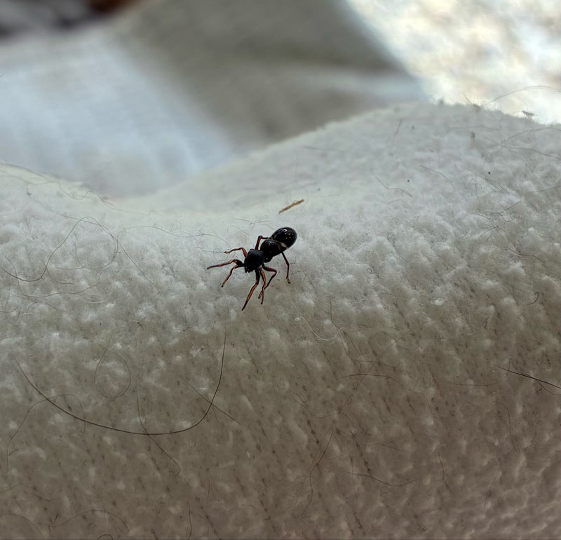 Pająk z rodziny antowatych idzie po jasnej powierzchni tkaniny. Wykazuje typowy dla mrówki kształt ciała.