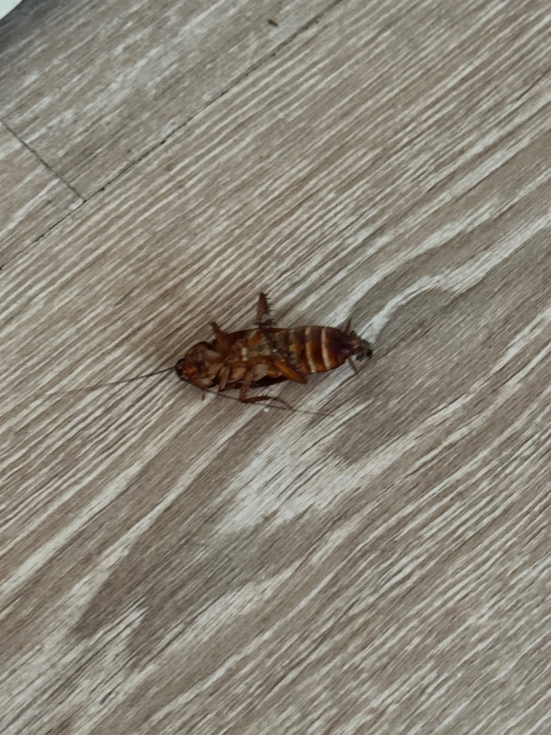Amerykański karaluch leży na plecach na jasnej drewnianej podłodze. Spód owada z odnóżami jest dobrze widoczny.