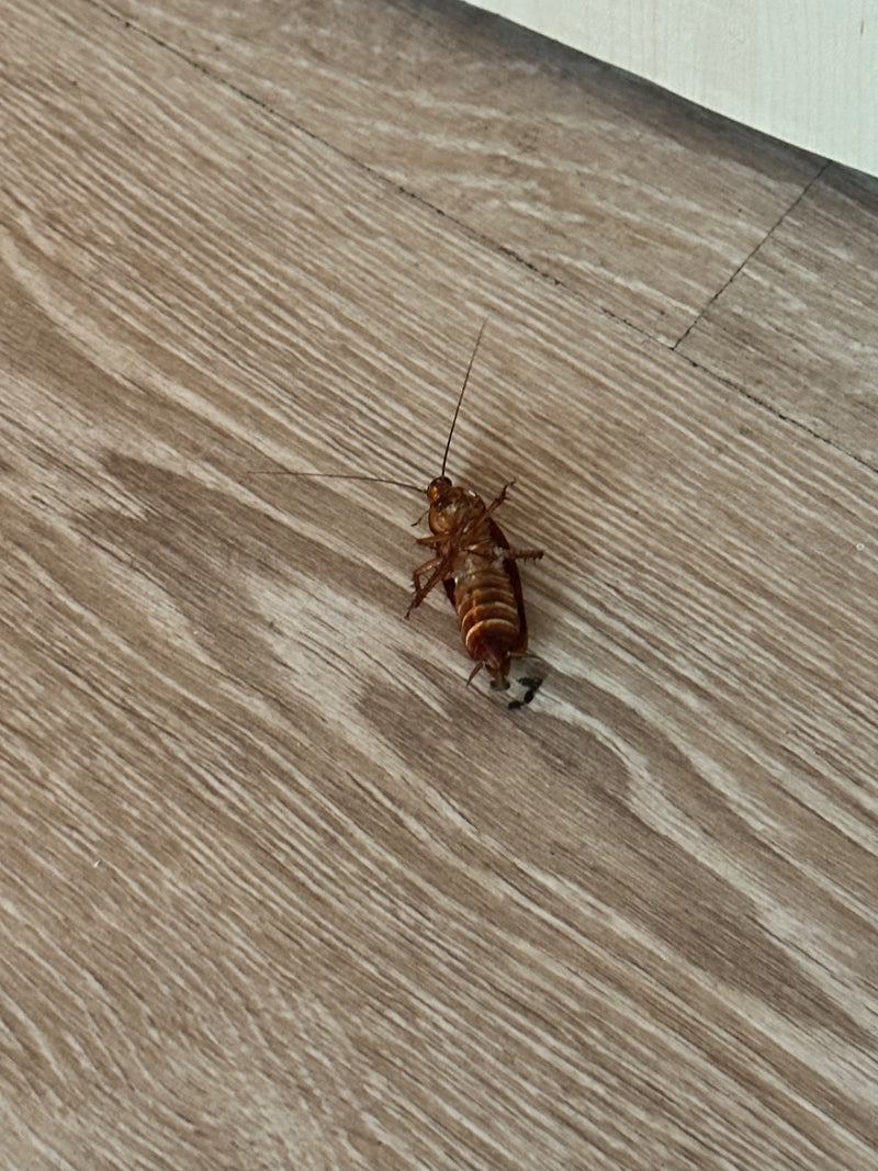 Zdjęcie przedstawia karaczana amerykańskiego leżącego na plecach na jasnej drewnianej podłodze.