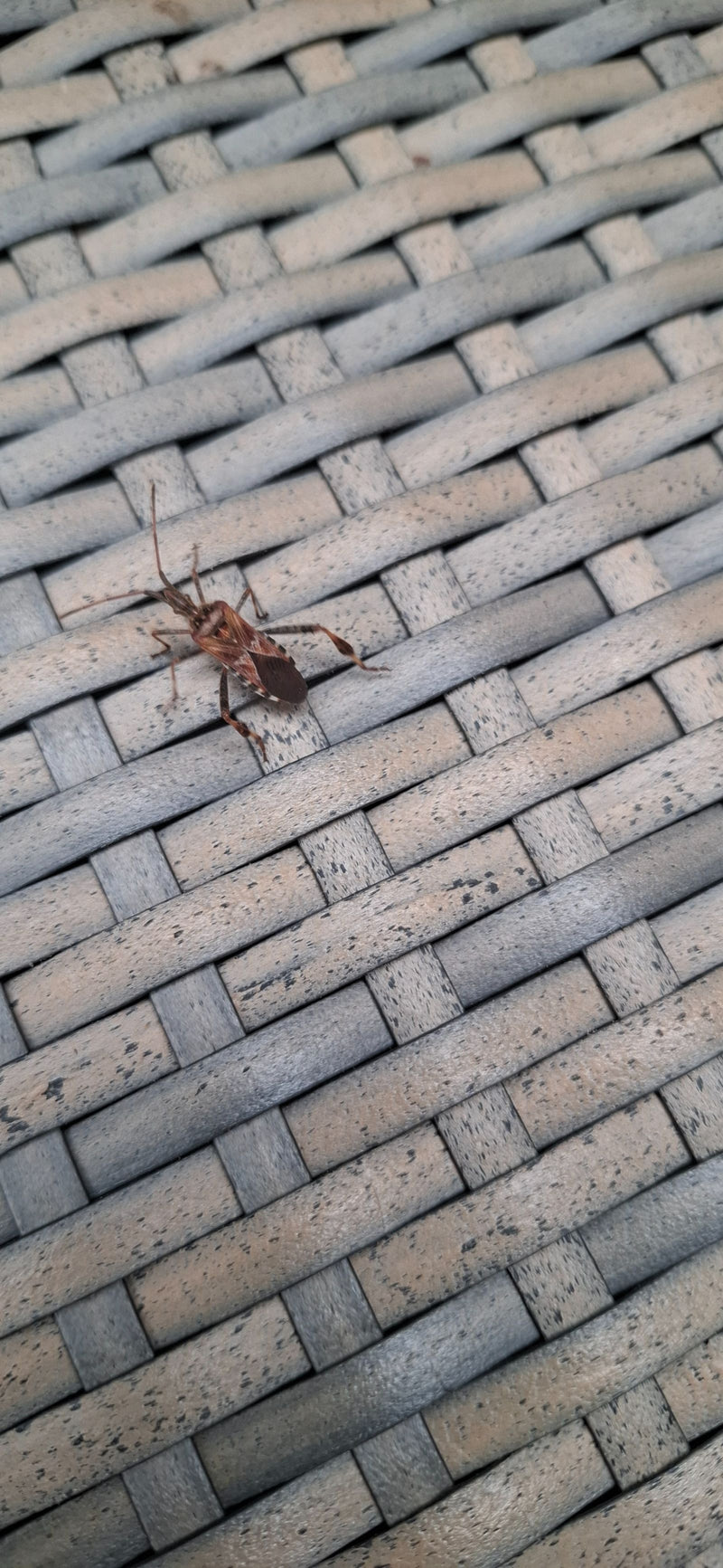 Dorosły wtyk amerykański spoczywa na szarej plecionej powierzchni.