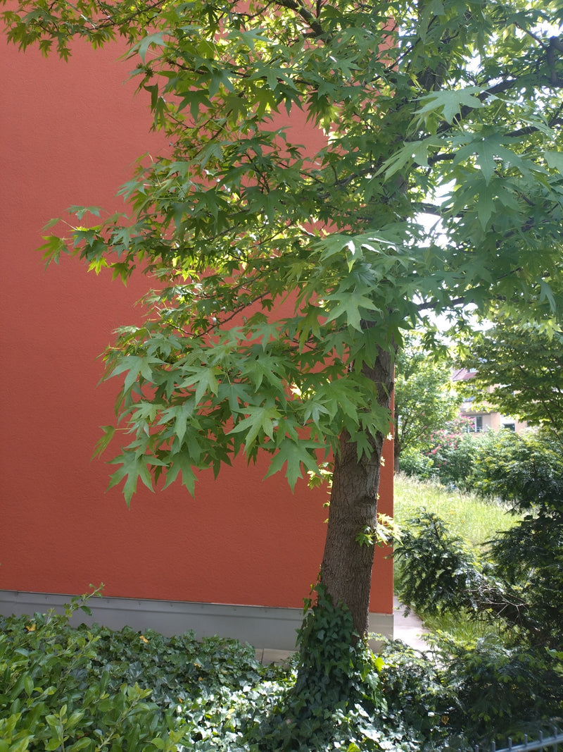 Drzewo cukrowe — Bild 1