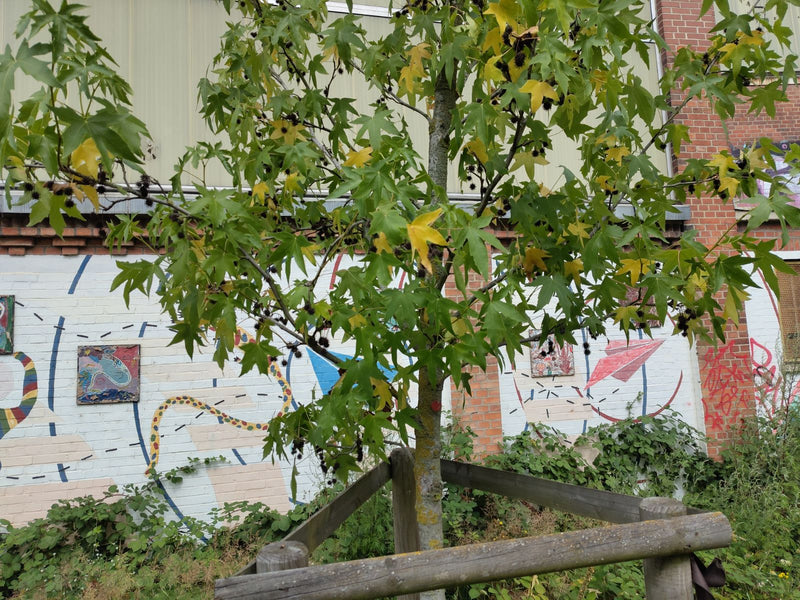 Zdjęcie przedstawia młody ambrowiec amerykański z charakterystycznymi gwiaździstymi liśćmi i kolczastymi owocostanami. Stoi przed jasną ścianą z graffiti i j...