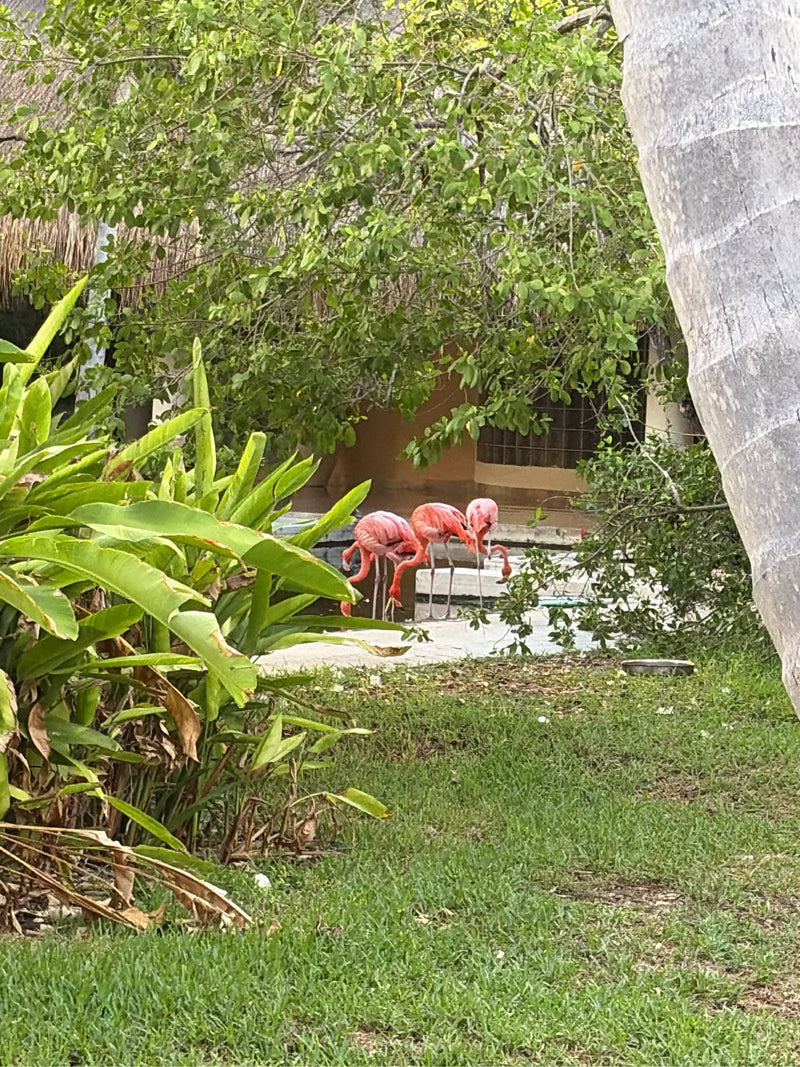 Amerikanischer Flamingo — zdjęcie 1 z 1