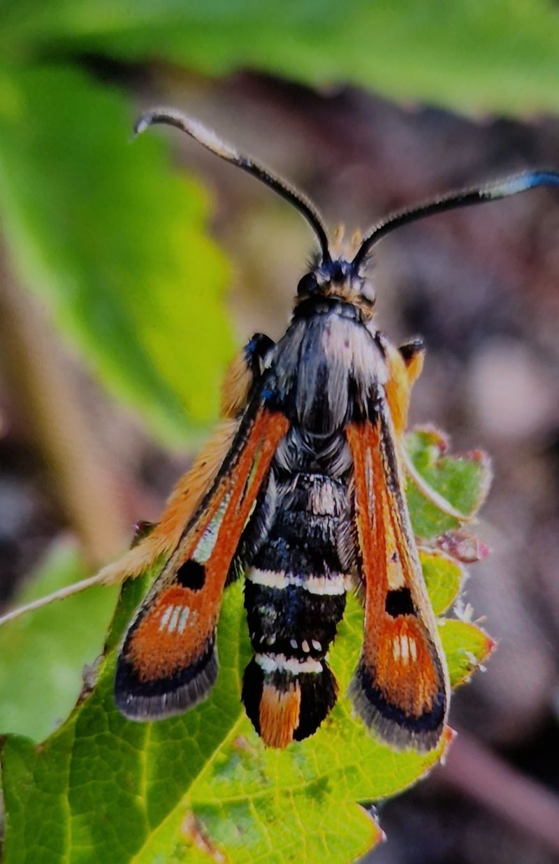 Dok Glasswing — Bild 1