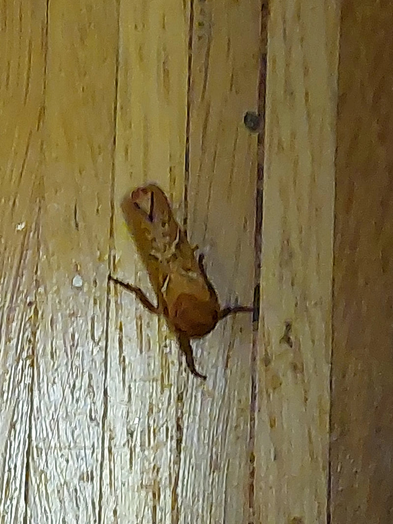 Ampfer-Wurzelbohrer — Bild 1