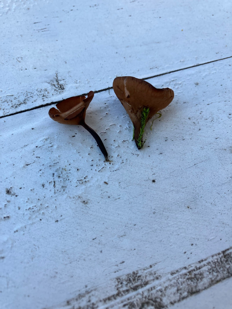 Anemonowy kubek — Bild 3