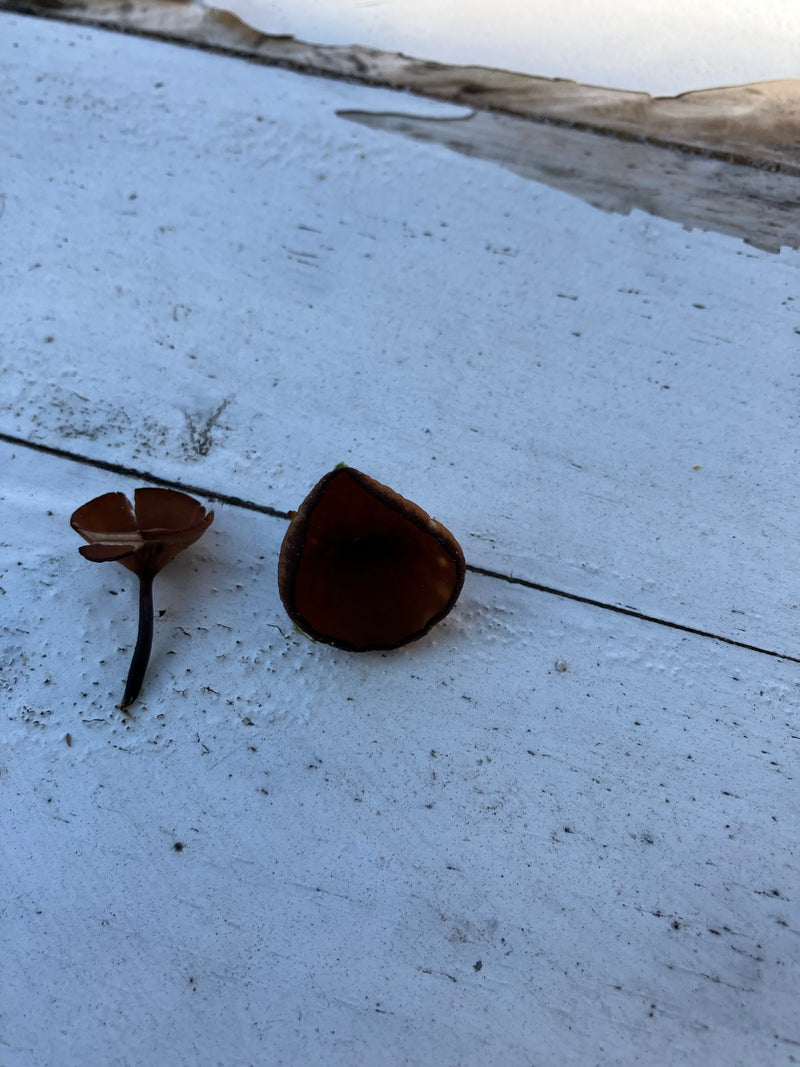 Anemonowy kubek — Bild 2