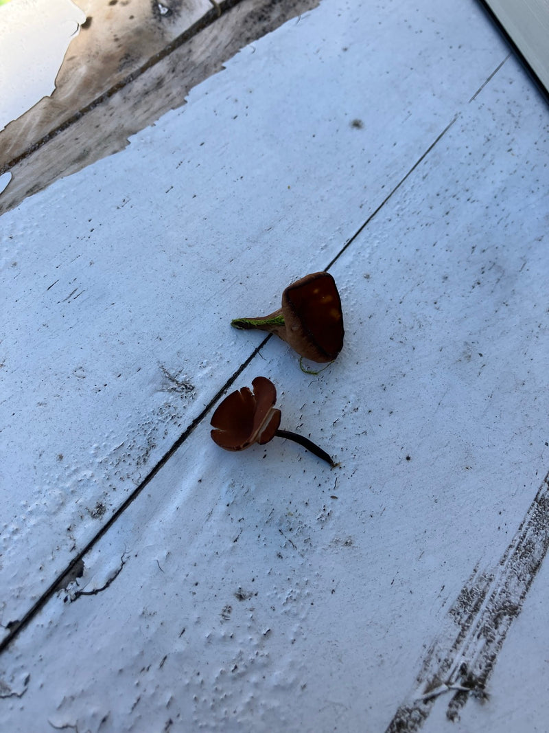 Anemonowy kubek — Bild 1