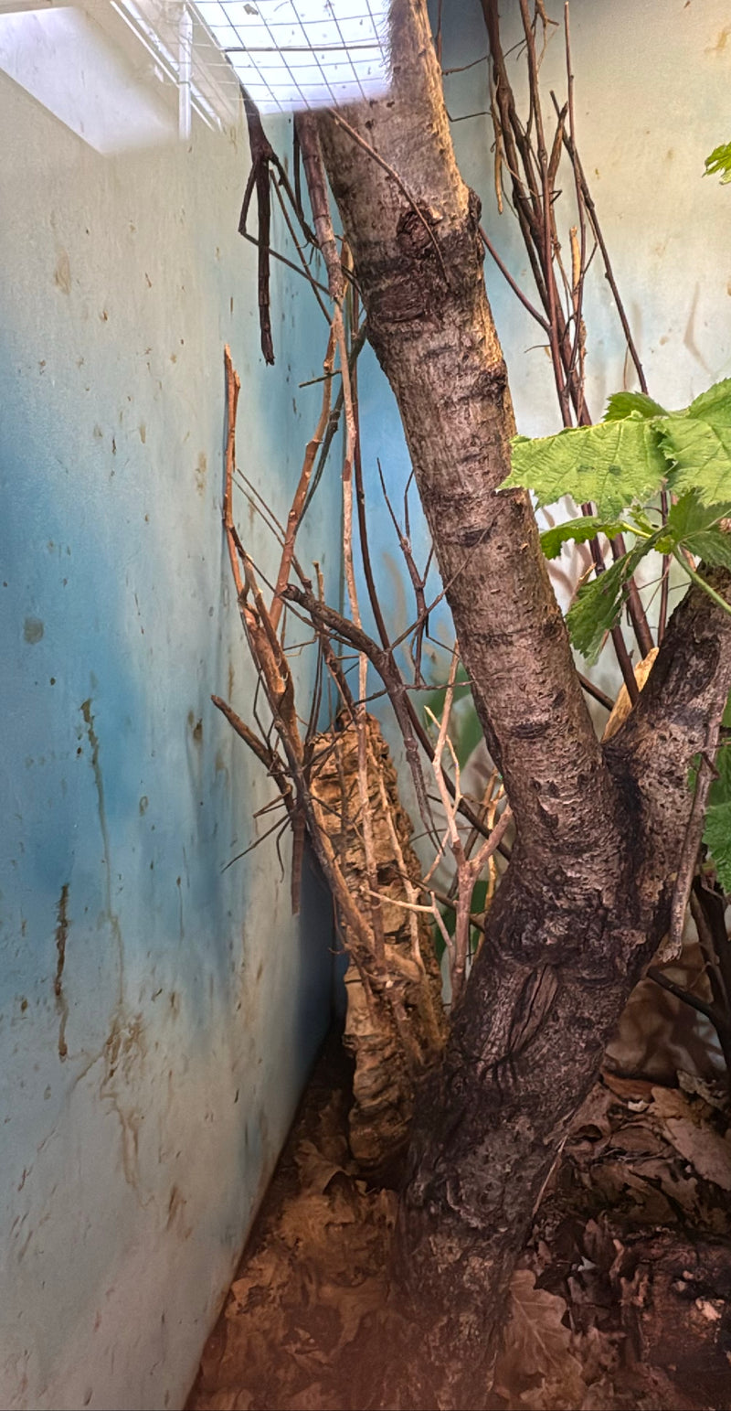 Patyczak Annam — Bild 1