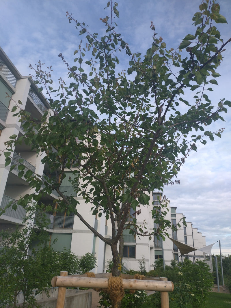 morela — Bild 1