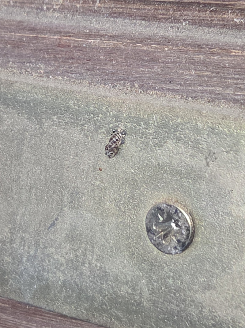 Azjatycka biedronka siedzi na metalowej powierzchni obok śruby. Owad jest bardzo mały i sfotografowany z odległości.