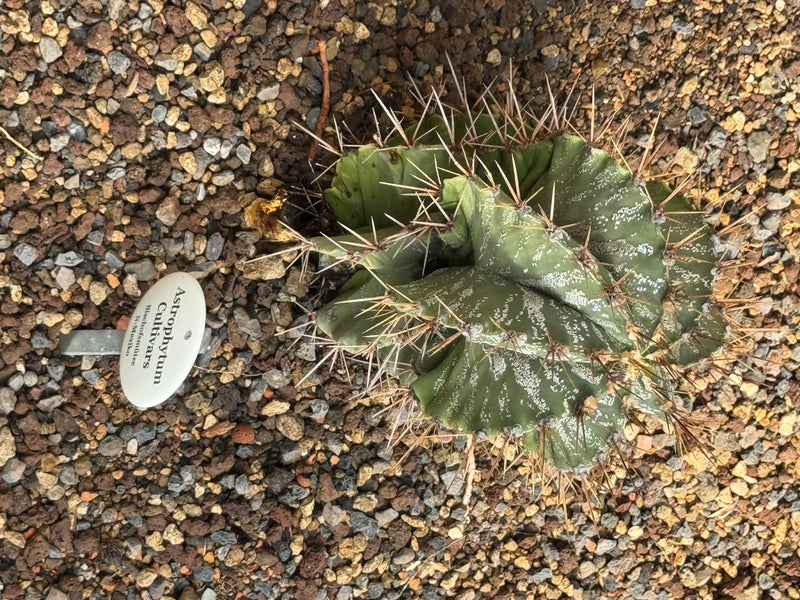 Astrophytum-Cultivar (Bischofsmütze) — zdjęcie 1 z 1