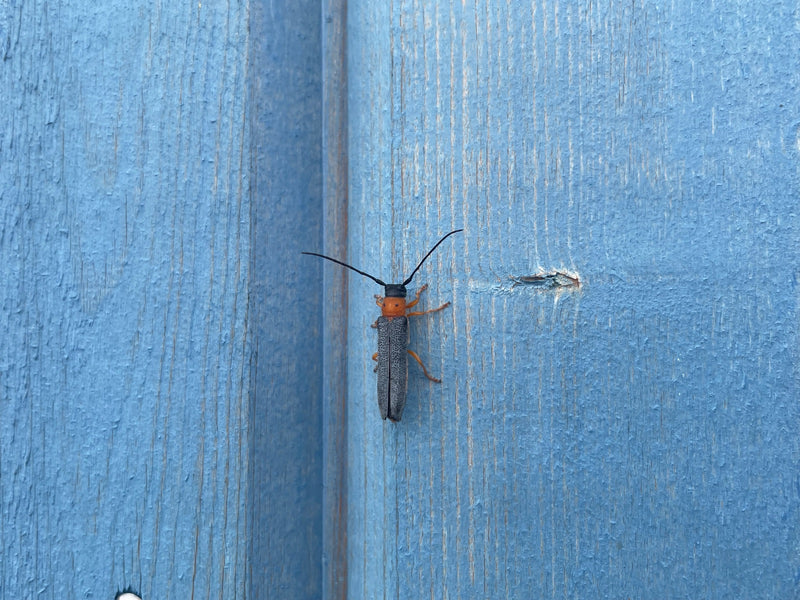 Augen-Linienbock — Bild 1