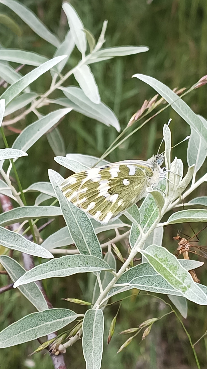 Motyl zorzowy — zdjęcie 1 z 2