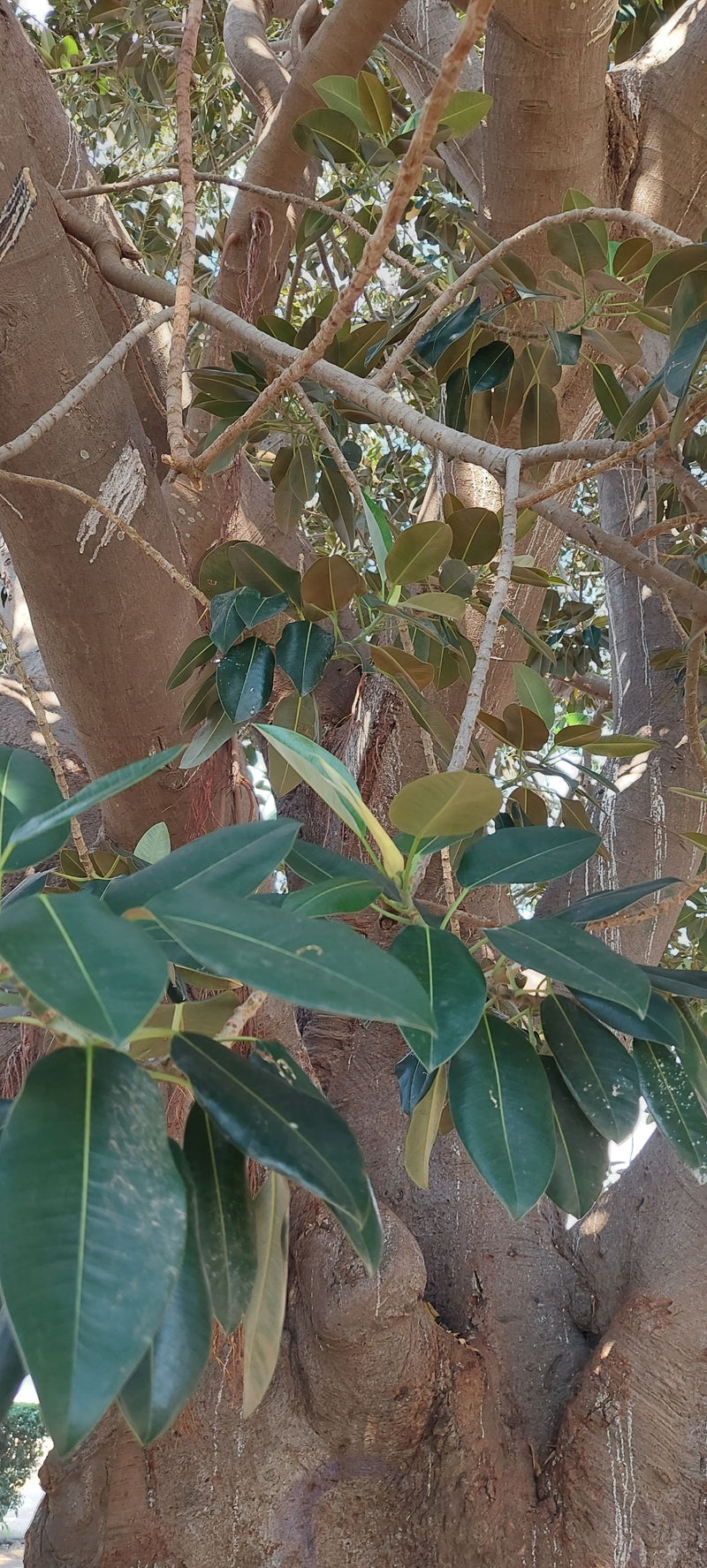 Australijska fig — zdjęcie 2 z 3