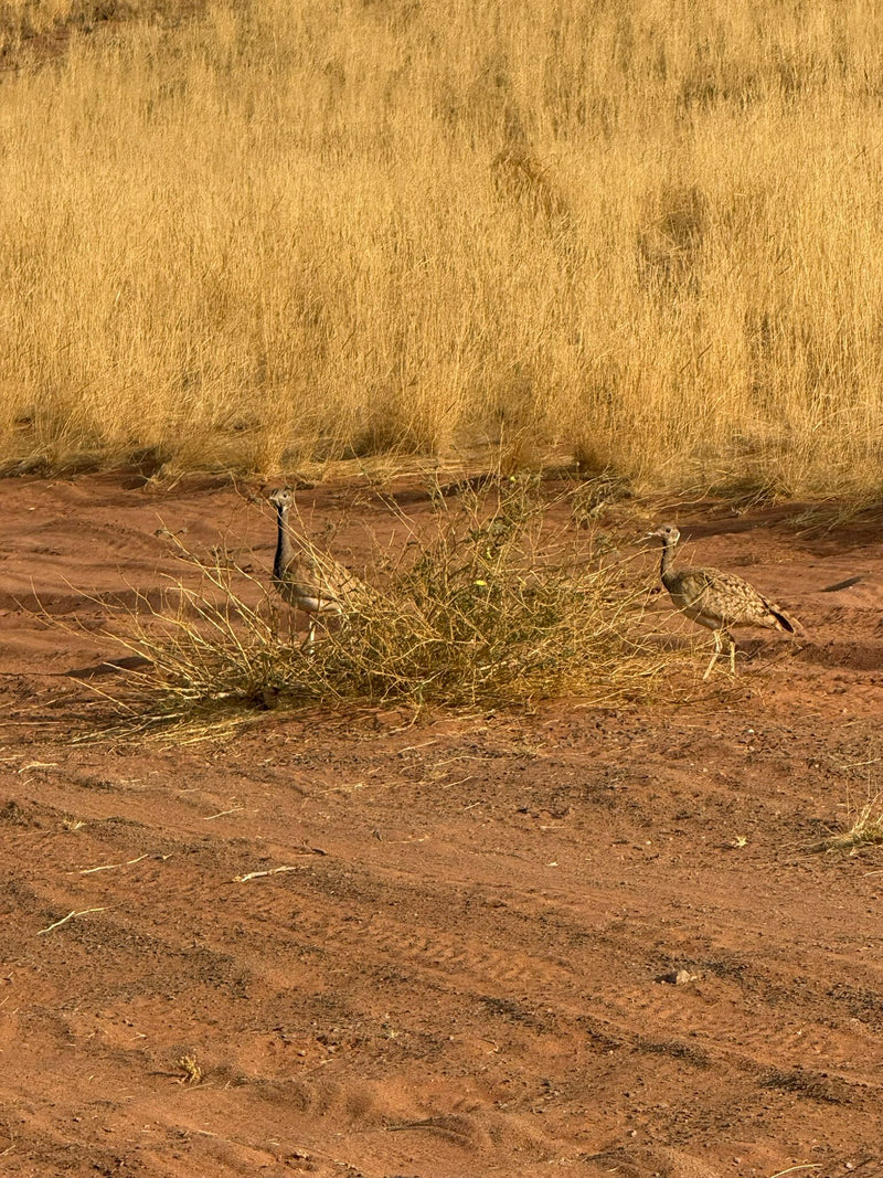 Australische Trappe — zdjęcie 1 z 1