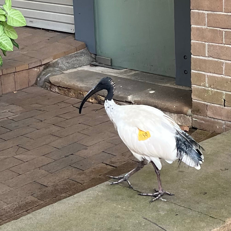 Australijski ibis — Bild 1
