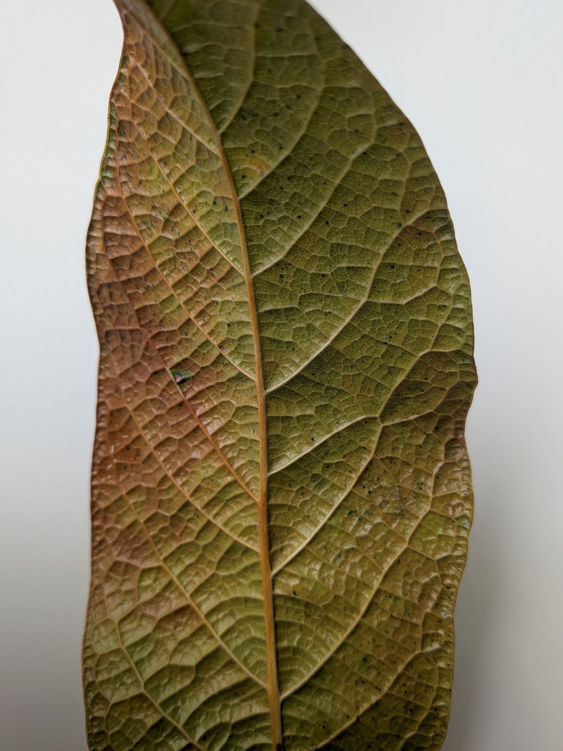 awokado — Bild 1