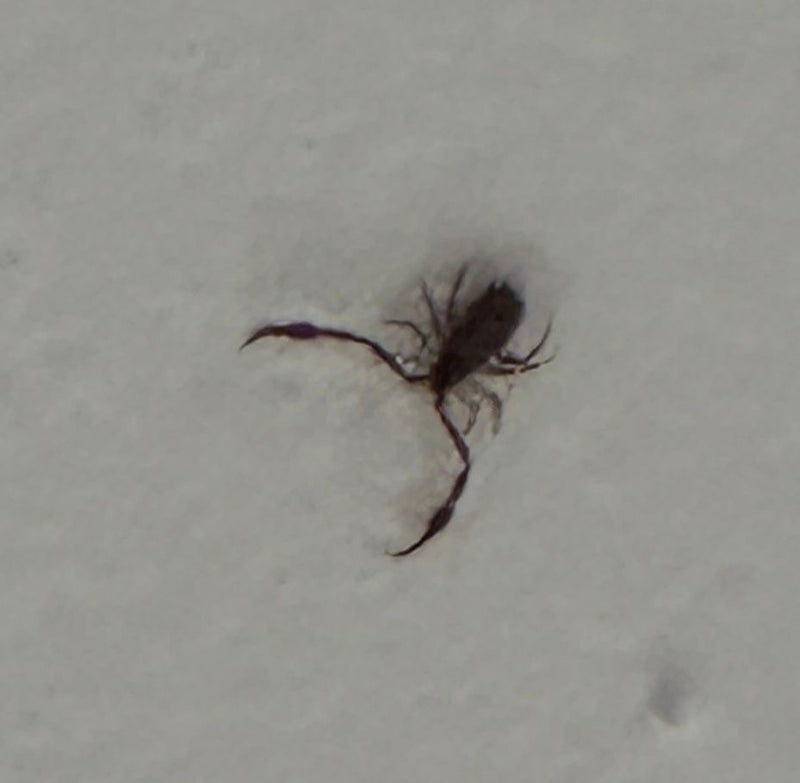 Bookscorpion — Bild 1