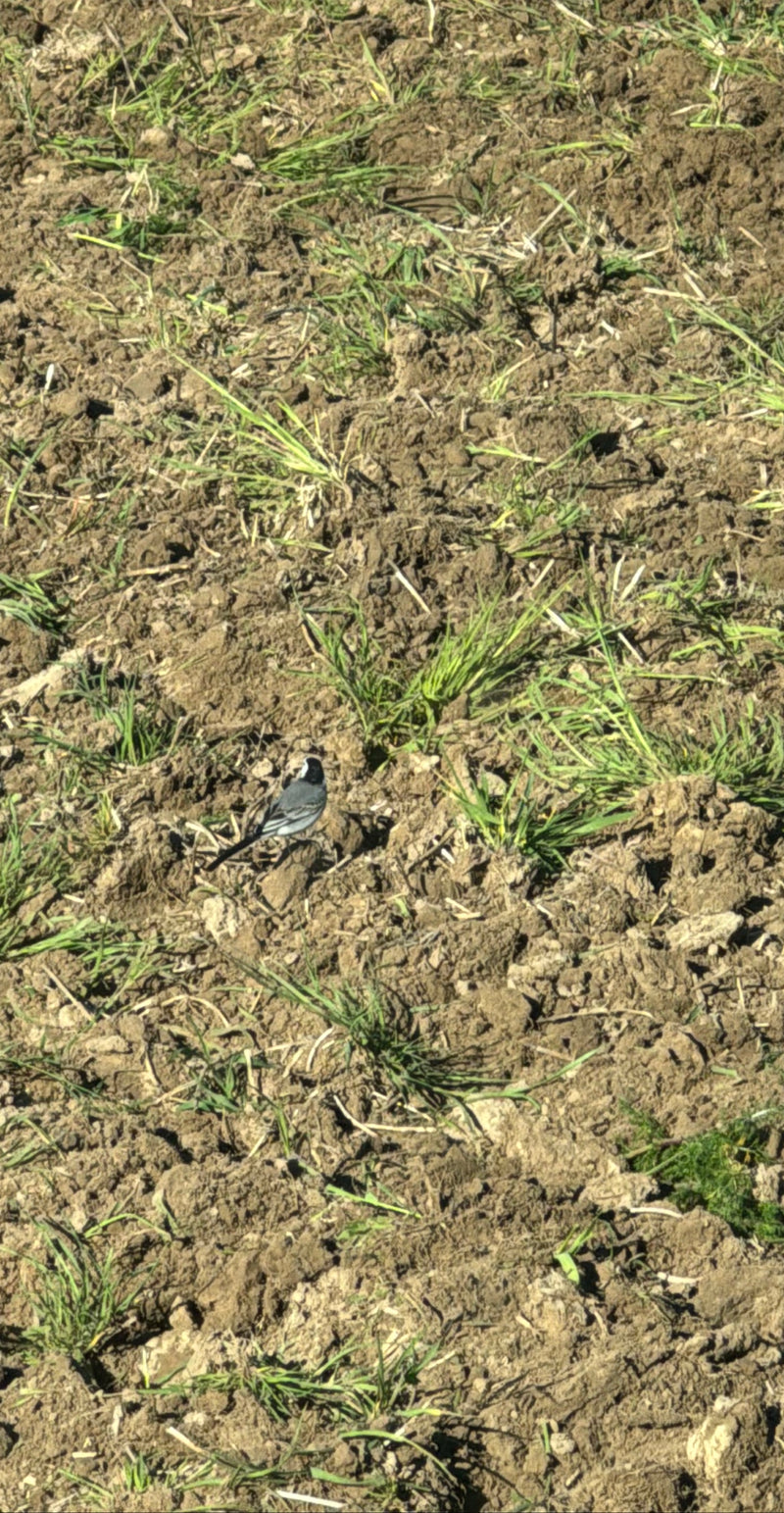 Pliszka siwa stoi na zaoranej polanie z nielicznymi zielonymi źdźbłami trawy. Ptak jest widoczny od tyłu.