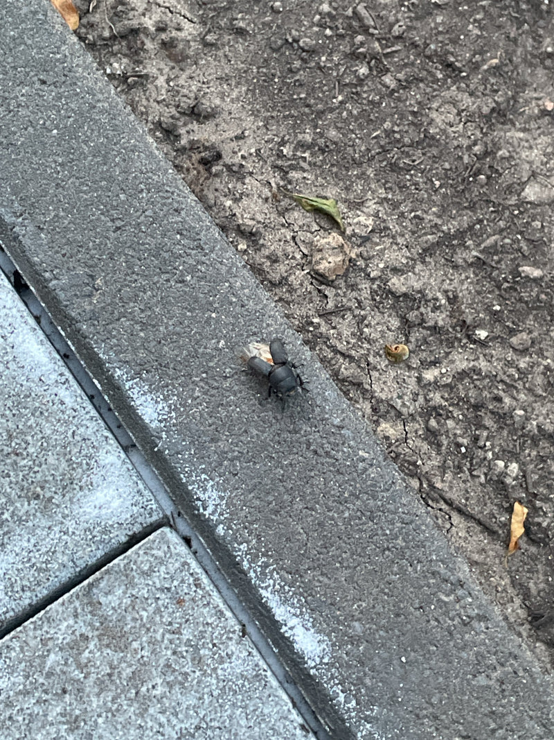Beam Schröter — Bild 2