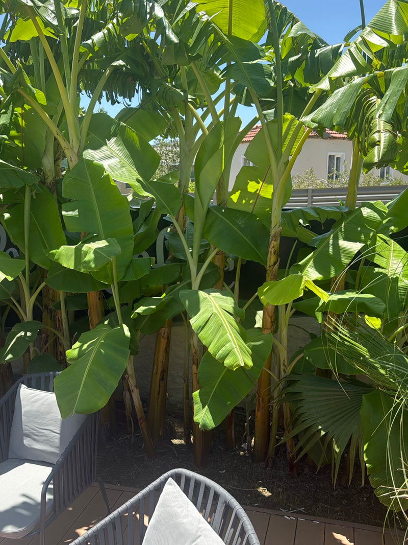 banan — Bild 2