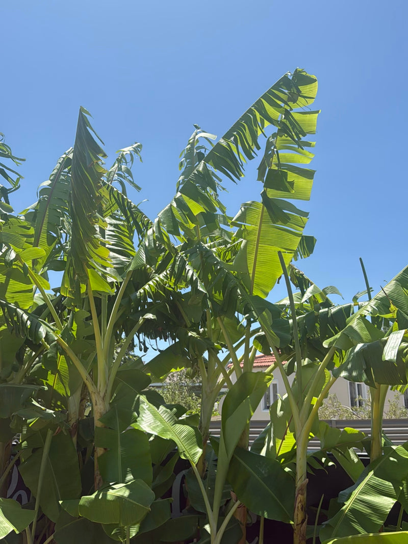 banan — Bild 1
