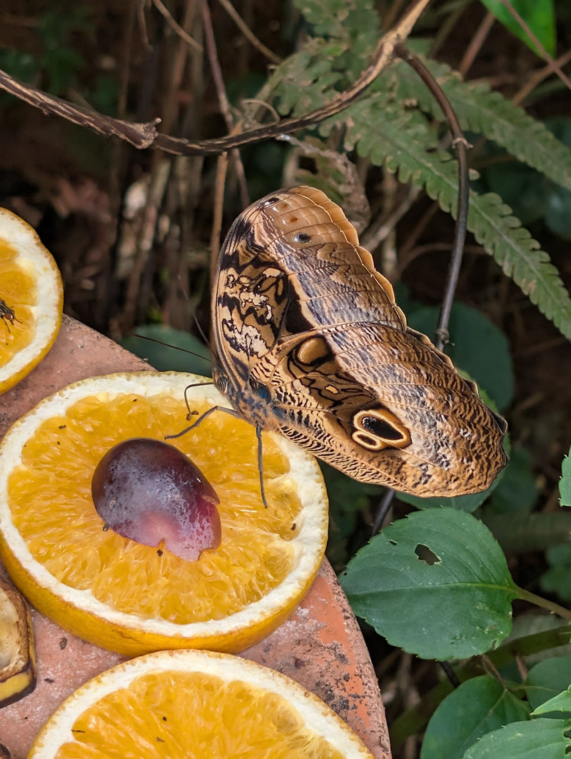 Motyl bananowy (motyl sowa) — Bild 1
