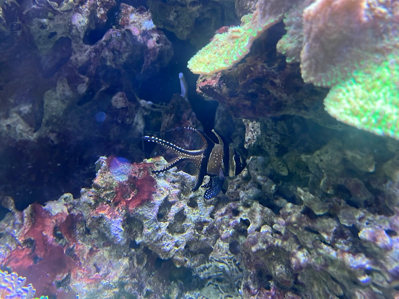 Banggai-Kardinalbarsch — zdjęcie 1 z 1