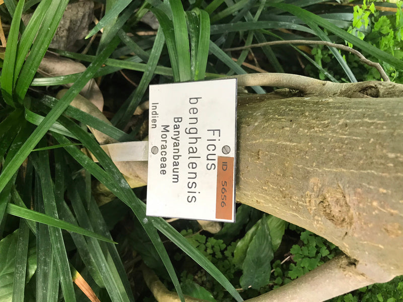 Banjan fig — zdjęcie 3 z 4