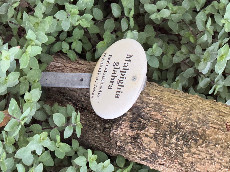 Barbadoskirsche — zdjęcie 1 z 2