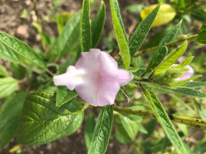 Cholerna Melisa — zdjęcie 5 z 5