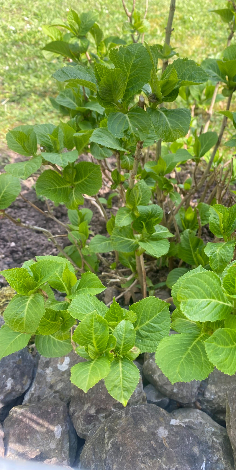 Hortensje — Bild 1