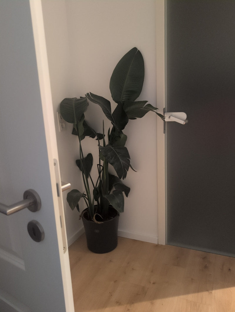 Strelicja Drzewna — Bild 1