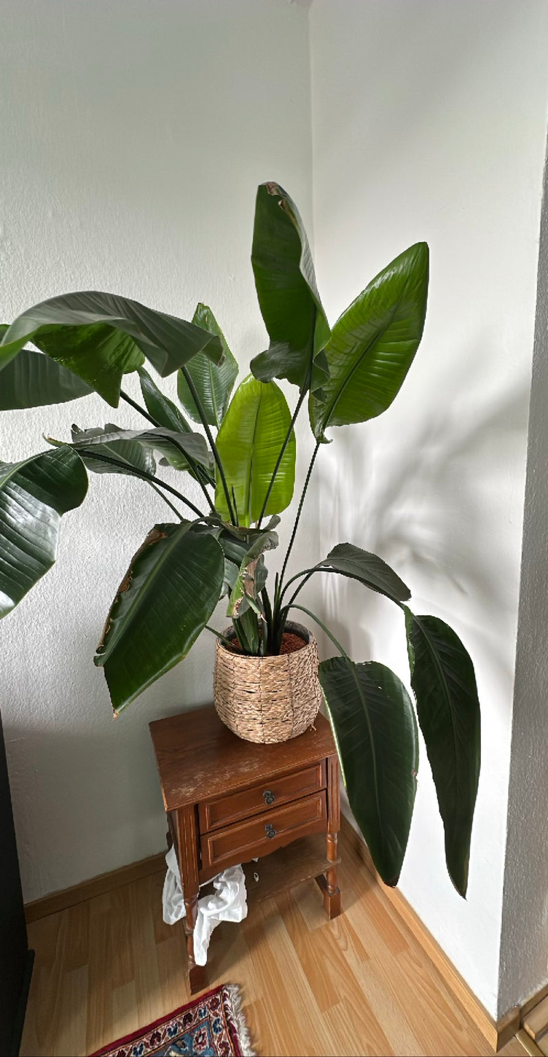 Strelicja Drzewna — Bild 4