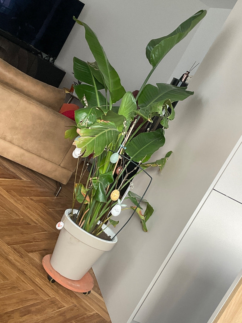 Strelicja Drzewna — Bild 5