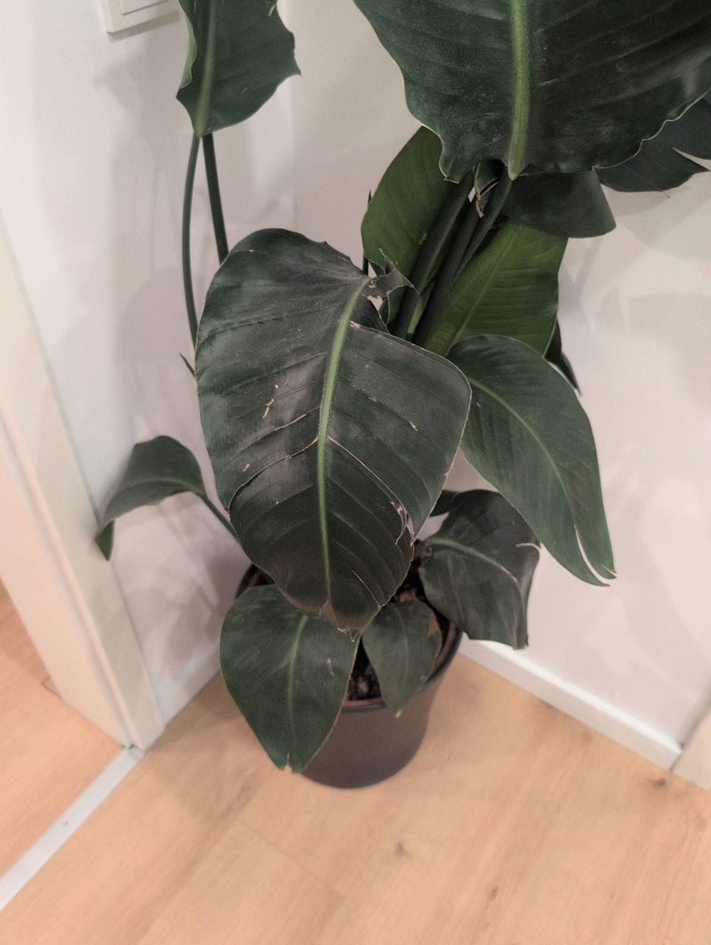 Strelicja Drzewna — Bild 2