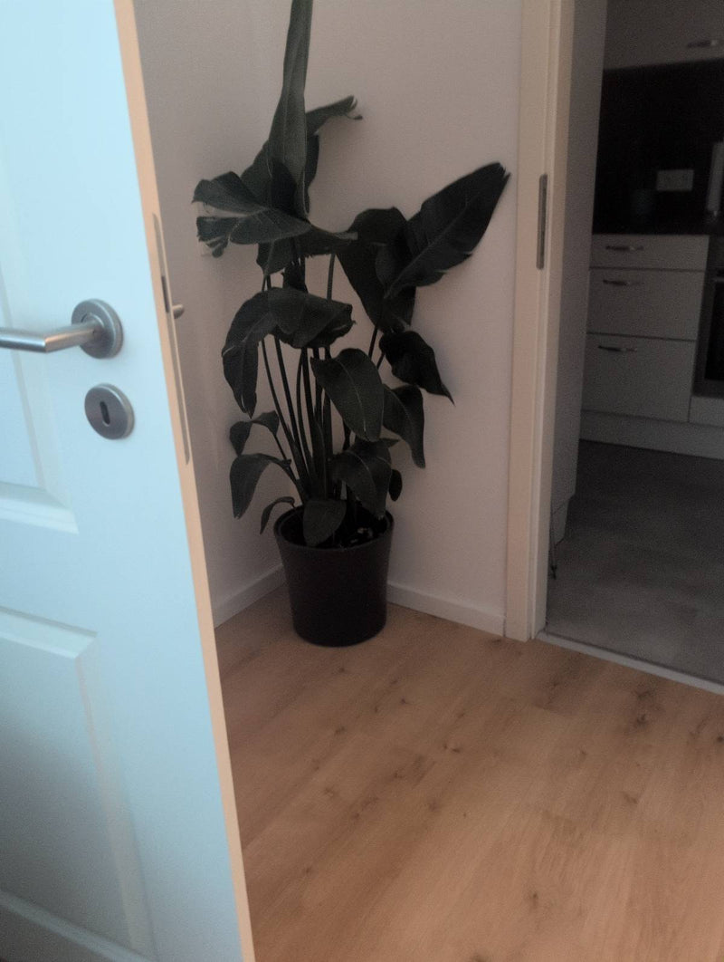 Strelicja Drzewna — Bild 3