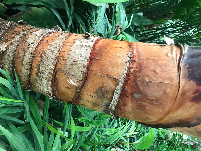 Baum der Reisenden — zdjęcie 3 z 5