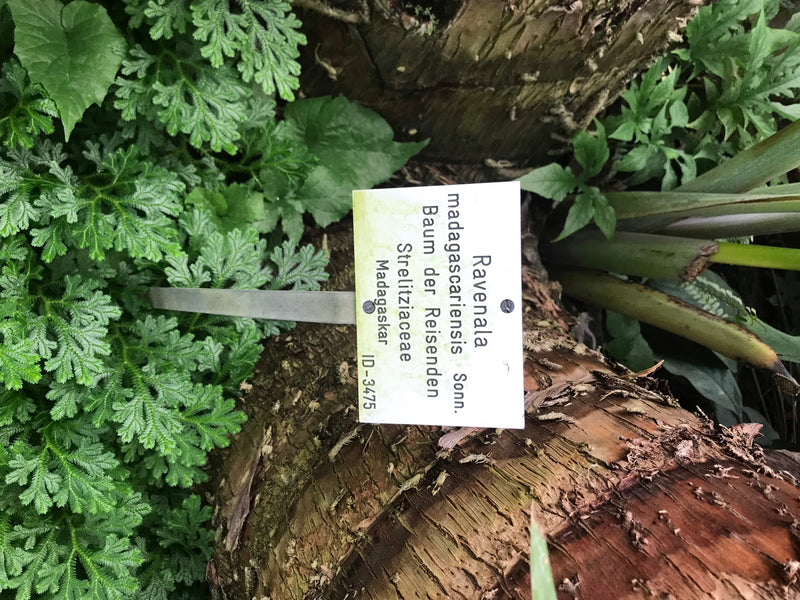 Baum der Reisenden — zdjęcie 2 z 5