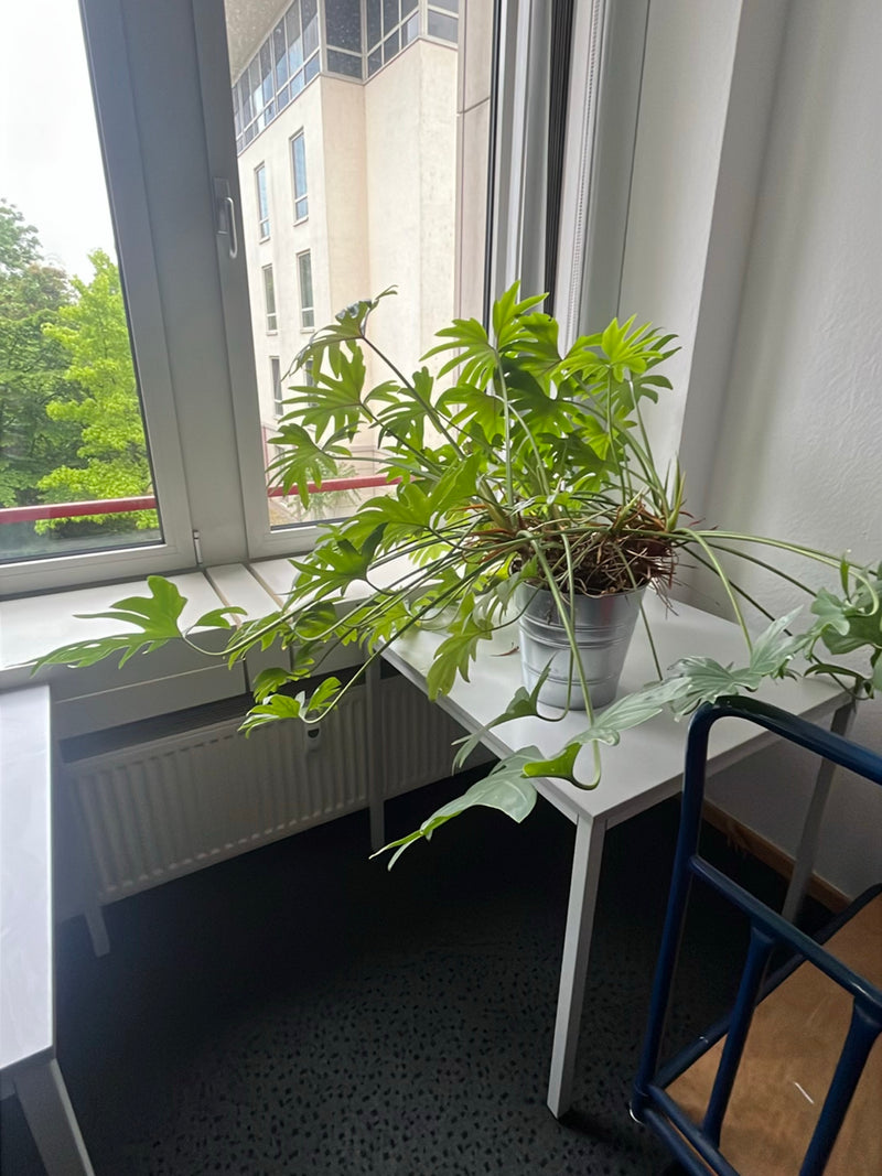 Przyjaciel drzewa — Bild 3
