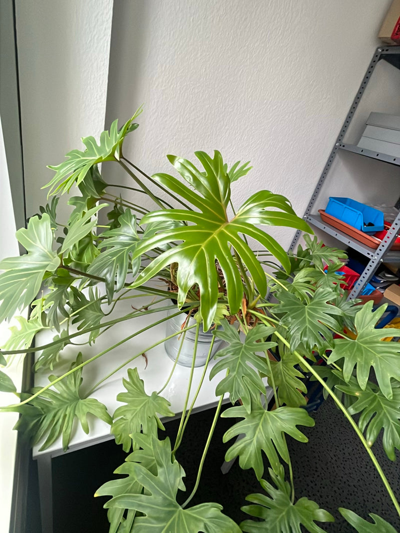 Przyjaciel drzewa — Bild 2